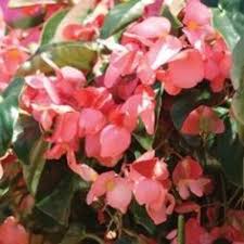 Luckily, we always make sure to stock our warehouses with enough inventory to meet your gardening needs. 10 Hopson Residence Ideas Landscape Plant Catalogs Residences