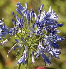 Check spelling or type a new query. Flourished Flower Plant Petals Blue Nature Flora New Zealand Flowering Plant Vulnerability Pxfuel