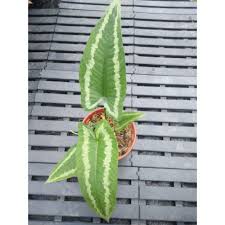 Short list of caladium facts. Caladium Wallichii Indoor Plant Shopee Malaysia