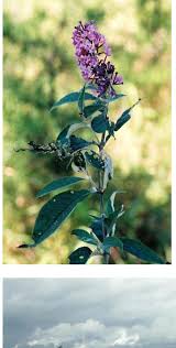 Image result for Phragmanthera eminii