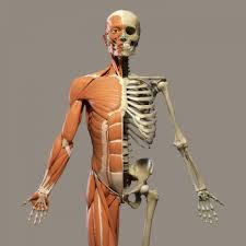 Almost every muscle constitutes one part of a pair of identical bilateral. Skeletons Bones And Muscles Why Can T Granny Run Like Me Bones Muscles And Hip Replacements Mylearning