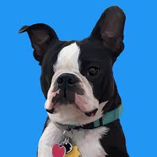 Anjing png transparent images download free png images, vectors, stock photos, psd templates, icons, fonts, graphics, clipart, mockups, with transparent background. Pin On Vector Pet
