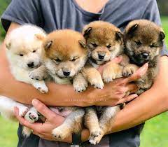 Are you considering a shiba inu as a pet? Pac Shiba Inu Puppies Home Facebook