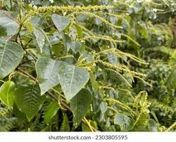 Image result for Sapium