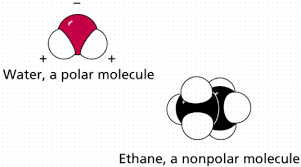 However, to determine if ch4 is polar we consider the. Chemistry Ii Water And Organic Molecules