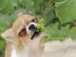Aliments Interdits Pour Votre Chien Doctissimo