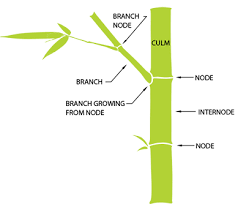 Bamboo Botanicals Bamboo Anatomy And Growth Habits