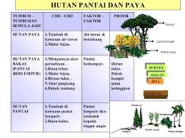 Pantai sepanjang 2,5 kilometer ini dianggap sebagai surga yang belum tersentuh. Tumbuhan Semulajadi Tg 1