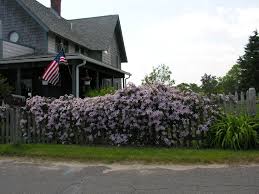 Check spelling or type a new query. Clematis Montana Clematis Flowering Vines Clematis Montana
