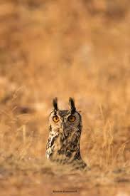 Birds Of Prey Full Movie Free Download In Tamil An Indian Eagle Owl Has A Look Around In Tamil Nadu India Photo Thanks To Kishore Kumaran Fb Com Kishorekumaran More Of These Owl Species Owl Owl Lovers
