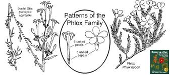 Image result for Polemoniaceae