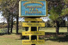 Lipton company purchased the pinehurst tea plantation and relocated the surviving tea plants to a research facility about 20 miles south of charleston on. Charleston Tea Plantation Best Attractions In Charleston