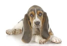 Doesnt have to be registered! Blue Basset Hound Puppies For Sale Petsidi