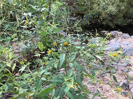 Image result for Bidens flagellata