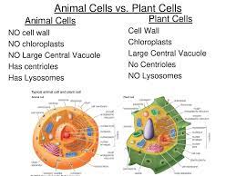 70 an example would be: The Cell Why Are Cells Awesome Ppt Download
