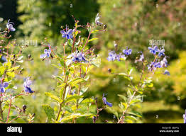 Image result for Clerodendrum umbellatum