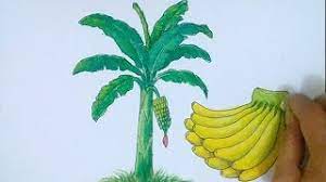 Check spelling or type a new query. Pisang Banana Cara Menggambar Dan Mewarnai Pohon Buah Pisang Bananas Drawing And Coloring Youtube