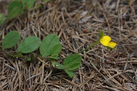 Image result for Crotalaria assurgens