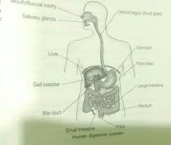 The liver has many functions. A Draw A Diagram Of Human Alimentary Canal B Label The Following On The Diagram Drawn Brainly In
