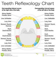Teeth Reflexology Chart Description Download From Over 60