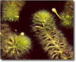 Image result for Aldrovanda vesiculosa