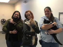 Here's what will happen when you report a lost or found pet: Meet The Shelters Of Cat Pawsitive Pro 2020 The Jackson Galaxy Project The Jackson Galaxy Project