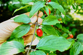 Image result for Cornus mas