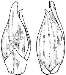 Image result for Panicum gilvum