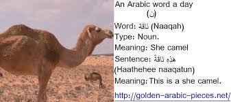 Translation of camel in arabic. Facebook
