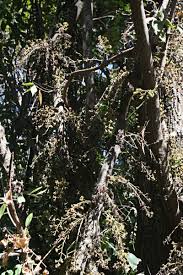 Image result for Tiliacora funifera