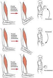 This causes the sr to call back the calcium ions like. Muscle Contraction Wikipedia