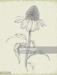 Purple Coneflower Echinacea Pencil Drawing Vector Art Wildflower Drawing Flower Drawing Drawings