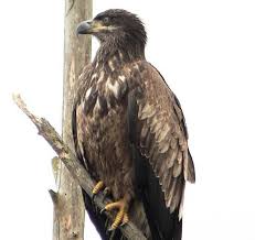 Bird With No Feathers On Head Juvenile American Bald Eagle No White Head Feathers Will Change Plummage Colors During Its First Two Y Bald Eagle Animated Wallpapers For Mobile Eagle Facts