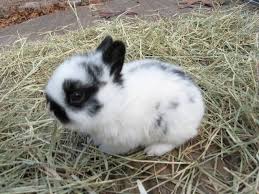 Polish Baby Bunnies Rare Breed Here In Florida For Sale Adoption From Middleburg Adpost Com Classifieds Usa 29 Rabbit Breeds Pet Bunny Cute Baby Bunnies