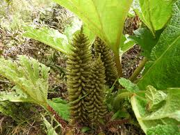 Image result for Gunnera