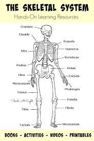 The Skeletal System Hands On Learning Resources Skeletal System Activities Human Body Unit Human Body Activities