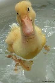 With our first duckling, we were cautious and didn't give her water to swim in until day 8. Baby Duck Bathing Animals Beautiful Cute Animals Cute Baby Animals