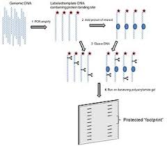 Dna Footprinting Wikipedia