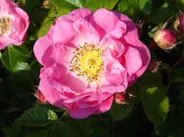 Image result for Cissus rubiginosa