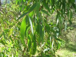 Moucherons 10 Astuces Pour Stopper L Invasion Dans La Cuisine Ou La Maison Eucalyptus Radiata Essential Oil Eucalyptus Essential Oil Organic Essential Oils