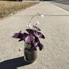 Download and use 80,000+ purple flowers stock photos for free. Oxalis Purple Shamrock Set Of 10 Live Pips Guaranteed To Grow Small Pink Flowers Unique Plants Purple Shamrock