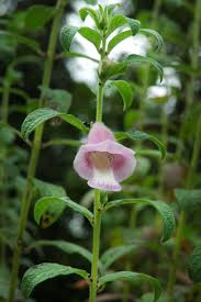 Image result for Sesamum angustifolium