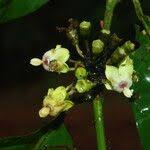 Image result for Aidia micrantha