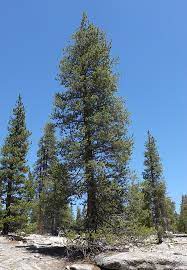 The short needles and natural bonsai like habit, make this an excellent candidate for bonsai or container growing. Ufei