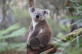 無料画像 : 甘い, 野生動物, 動物園, 哺乳類, 残り, 動物相, オーストラリア, 怠惰な, 脊椎動物, かわいい, コアラ, 有害生物, 自然保護, パリー, ashenコアラ, フィリップ島 4912x3264 - - 1001533 - 無料写真- PxHere