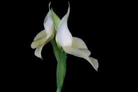 Image result for Dissotis speciosa