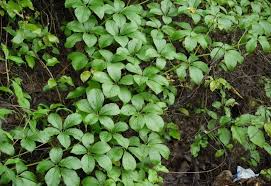 Image result for Cyphostemma paucidentatum