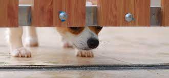 If you live in an apartment, the dog must have its corner, preferably fenced, in which it can rest, and keep his eyes on the things around him at the same time. Door Fence For Dogs Www Macj Com Br