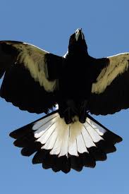 This week we risk our lives for science. 2020 Has Been A Hectic Year For Magpie Attacks