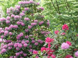 Image Result For Roseum Elegans Rhododendron Rhododendron Evergreen Plants